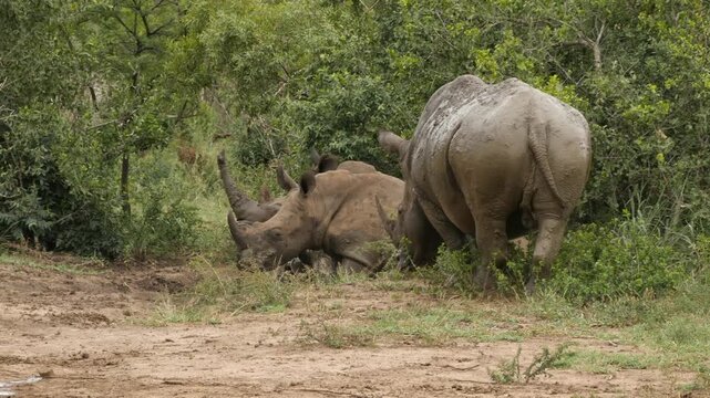 white rhino bull approaches two other rhinos and sets a scent mark  767