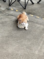 Orange and white cats are lined up on the walkway.