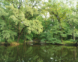 Lush green trees and small wooden bridge reflected in still pond water in peaceful forest park.