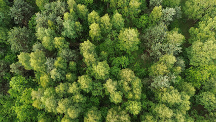 Fototapeta premium Green forest landscape from above