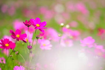 Obraz premium pink cosmos flowers in the garden_02