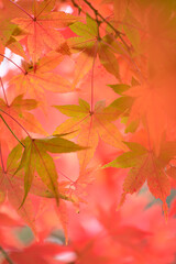 maple leaves in autumn_02