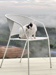 A white cat with black stripes on its face sits on a chair, looking at the morning mist from a high angle.