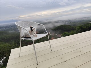 A white cat with black stripes on its face sits on a chair, looking at the morning mist from a high angle.