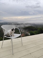 A white cat with black stripes on its face sits on a chair, looking at the morning mist from a high angle.