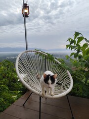 A white cat with black stripes on its face sits on a chair, looking at the morning mist from a high angle.
