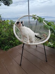 A white cat with black stripes on its face sits on a chair, looking at the morning mist from a high angle.