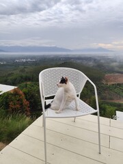 A white cat with black stripes on its face sits on a chair, looking at the morning mist from a high angle.
