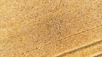 Ripe Wheat Field Ready for Harvest in Summer