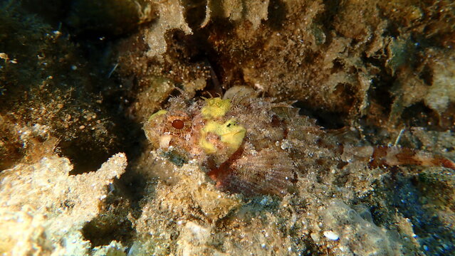 Black scorpionfish or European scorpionfish, small-scaled scorpionfish (Scorpaena porcus) undersea, Aegean Sea, Greece, Halkidiki, Pirgos beach