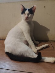 A white cat with black spots on its face is leaning against a wall and licking its fur.