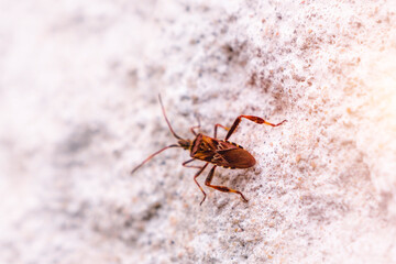 Invasive insect species on metallic surface