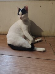 A white cat with black spots on its face is leaning against a wall and licking its fur.