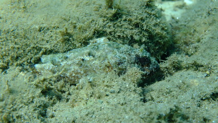 Black scorpionfish or European scorpionfish, small-scaled scorpionfish (Scorpaena porcus) undersea, Aegean Sea, Greece, Halkidiki, Pirgos beach