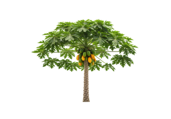 Papaya tree with green palmate leaves and yellow-orange fruits growing on central trunk, isolated on a transparent background