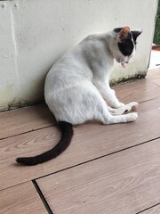 A white cat with black spots on its face is leaning against a wall and licking its fur.
