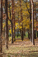 Obraz premium Autumn forest with tall trees and golden leaves, sunlight filtering through branches, and a carpet of fallen leaves on the ground. Perfect for seasonal themes, nature backgrounds, and outdoor tranquil