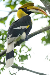 Great Hornbill bird on a branch Bird watching in natural habitats in the forest.