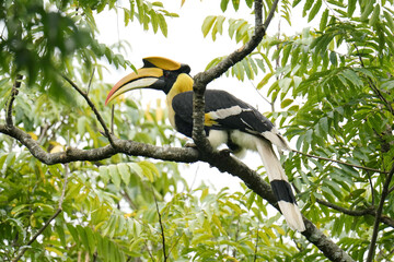 Great Hornbill bird on a branch Bird watching in natural habitats in the forest.