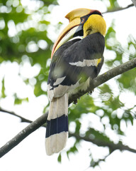Great Hornbill bird on a branch Bird watching in natural habitats in the forest.