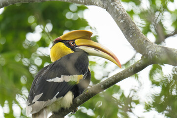 Great Hornbill bird on a branch Bird watching in natural habitats in the forest.