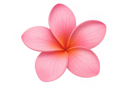 Pink plumeria flower blossom, tropical frangipani bloom, hawaiian spa vacation flora elements on transparent background
