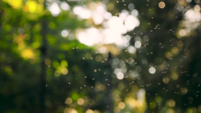 Small gnats swarming in the air against an autumn landscape