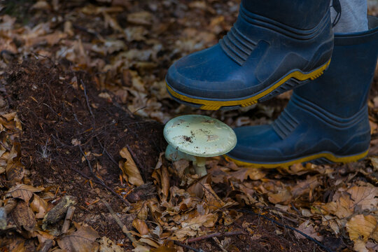 Amanita citrina being trampled in the autumn forest.