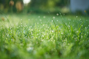 Green lawn with dew in early morning