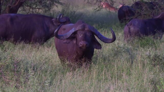 buffalo herd in the grass lands
