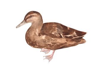 Watercolor illustration of a duck on a white background. Hand-drawn bird