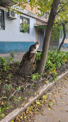 A gray fluffy domestic cat with yellow-green eyes sits near the house.