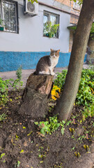 A gray fluffy domestic cat with yellow-green eyes sits near the house.