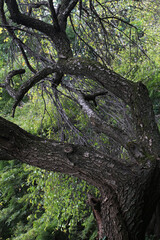 Fototapeta premium Old tree with beautiful branches in natural forest. Tree trunk and tree branches with bright green leaves in late summer background.