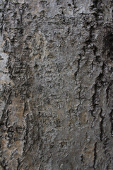 Closeup texture of natural tree bark background. Rough surface of trunk.
