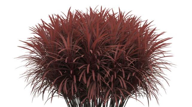 Stunning red grass clump for eye-catching design projects, perfect for adding a vibrant touch to any landscape or garden scene, ideal for bold and modern aesthetics