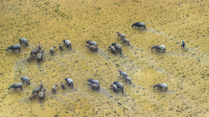 Buffalo herding during the flood season in An Giang, Vietnam. The herds move slowly across the muddy field, guided by a local farmer.