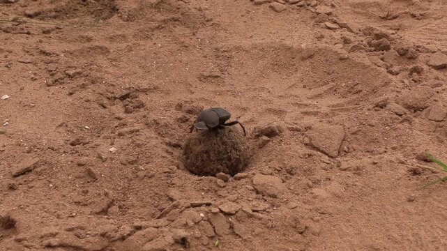 Dung beetle rolling a dung ball
