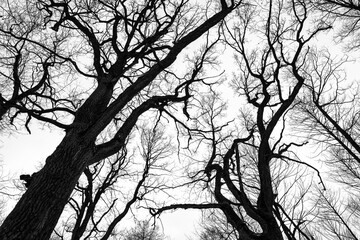 Silhouettes of trees against the sky.