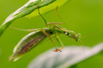 Green praying mantis (Mantis religiosa) hanging on a leaf 