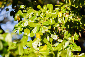 Black afara, combretaceae or Ivory Coast almond or Terminalia ivorensis