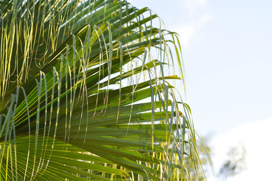 Fan Palm , Livistona chinensis or arecaceae or  Corypha Umbraculifera  L or palm tree or  palmae or Talipot Palm