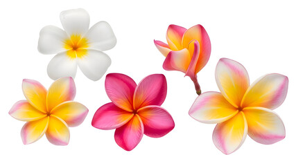 Naklejka premium Exotic Frangipani Flowers A Tropical Bloom Collection