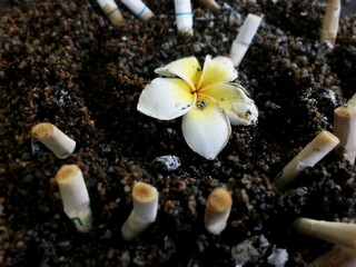 Frangipani flower and cigarette in the soil. Smoking concept.