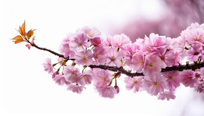 Obraz premium Sakura Blooming In Spring Season Isolated On White Background