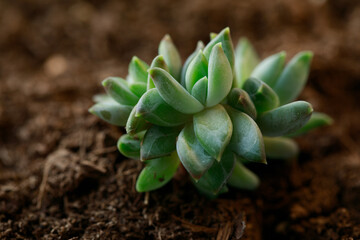 Close-up of a small green succulent plant in rich soil. The detailed macro shot focuses on the plant's texture, symbolizing new life, growth, and nature.