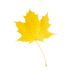 A vivid yellow maple leaf, showcasing its unique structure and veins, displayed against a transparent backdrop. Perfect representation of autumn season and nature's vibrant simplicity.