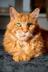 A fluffy orange cat gazes softly at the camera, paws tucked under, resting on a dark textured rug. Bright green eyes and warm fur create a cozy, domestic pet portrait.