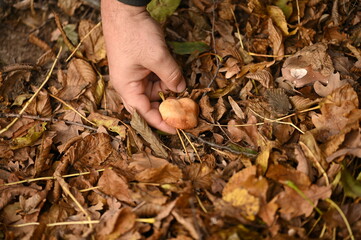 A man picks mushrooms in the forest in autumn