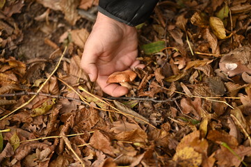 A man picks mushrooms in the forest in autumn